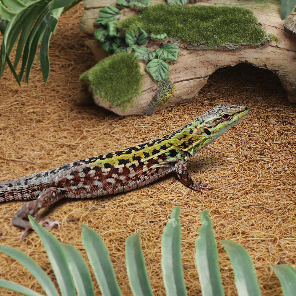 Reptile Terrarium Bedding Subs - Substrate Coconut Fiber recensione e prezzo