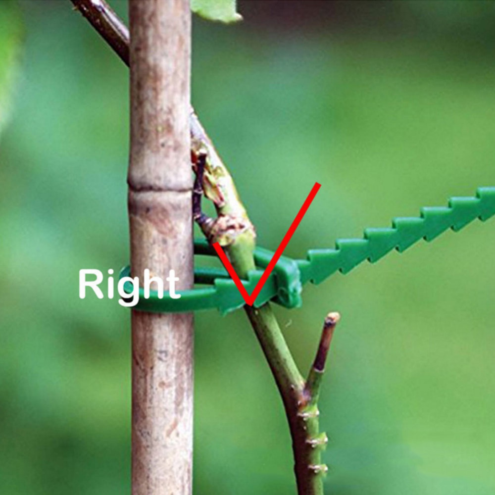 50Pcs Reusable Adjustable Plas - Vine Climbing Plastic recensione e prezzo